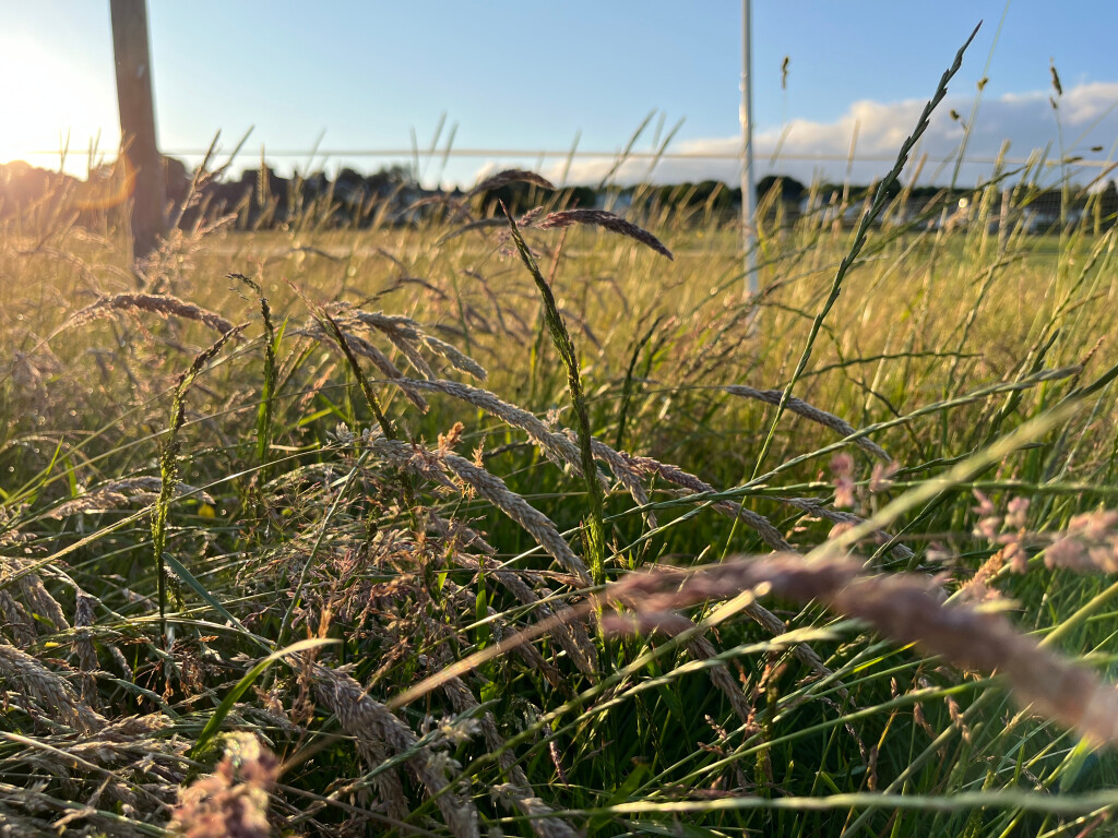 Grass and Fence